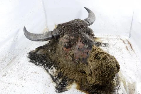 Decomposition of Buffalo's head Foto stock
