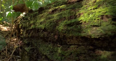 Decomposition of fallen tree and organic matter that make up carbon cycle Stock Footage 164268706