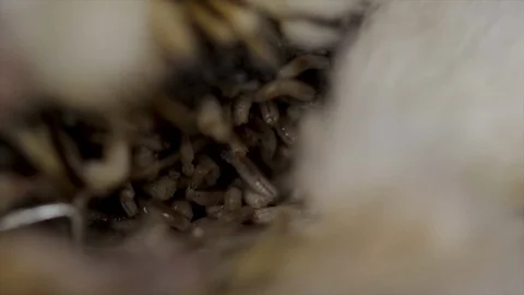 Macro Shot Massive Live Maggots Dead Body Stock Video Footage by