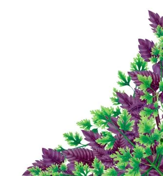 Decor for corner of leaves Basil and parsley Stock Illustration