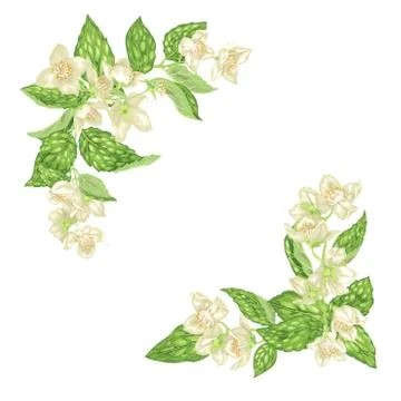 Decor element for frame with jasmine branches with flowers  and leaves Stock Illustration