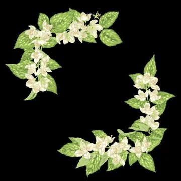 Decor element for frame with jasmine branches with flowers  and leaves Stock Illustration