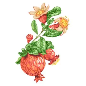 Decor element with pomegranate branch in vector Stock Illustration