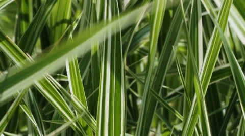 Decor grass Stockbeeldmateriaal 24920720