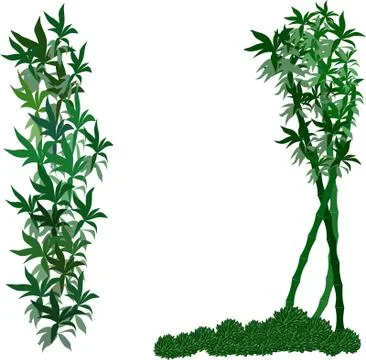 Decor green elements Bamboo and echeveria Stock Illustration