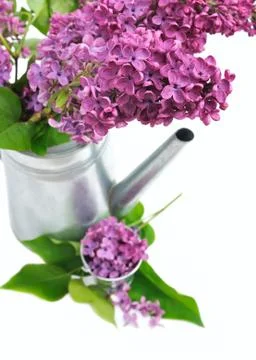 Decor with lilac Stock Photos