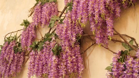 Decor of purple flowers on the wall Stock Footage 125333540