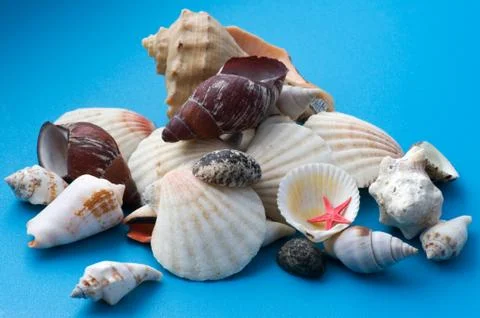 Decor seashell on blue close up Stock Photos