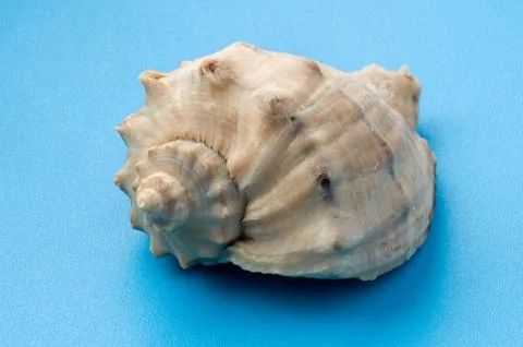 Decor seashell macro Foto stock