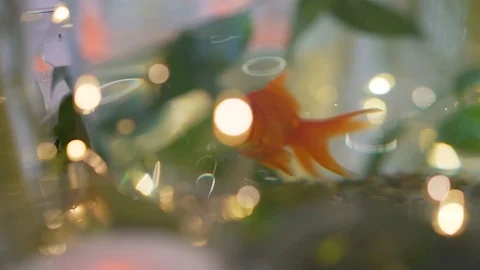Decor on the table aquarium with a fish. Video stock 116837325