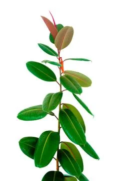 Decora Tree, Indian Rubber Tree, Rubber Plant isolated on white background,.. Stock Photos
