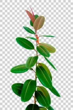 Decora Tree, Indian Rubber Tree, Rubber Plant isolated Indoor plant ficus i.. Stock Photos