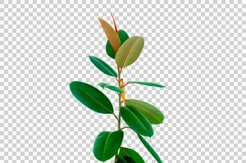 Decora Tree, Indian Rubber Tree, Rubber Plant isolated Indoor plant ficus i.. Stock Photos