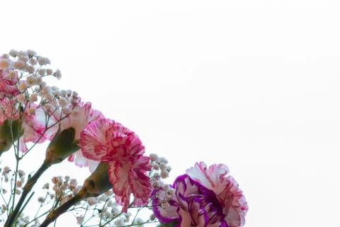 Decorated bouquet of carnations on a light background with copy space Stock Photos