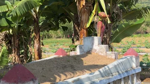 A decorated Buddhist grave stands beside banana plants with a hanging banana 库存影片 334417587
