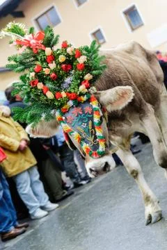 Decorated Calf Stock Photos