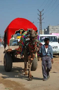Decorated camel   at annual pushkar camel mela (fair) ,India Foto stock