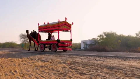 Decorated camel cart running at remote tarmac road with bright sunrise sky 動画素材 300013627