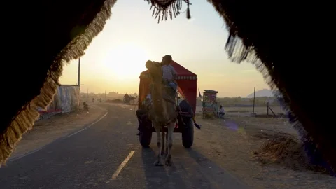 Decorated Camel carts in a road middle of Pushkar desert at evening . Stock Footage 232884382