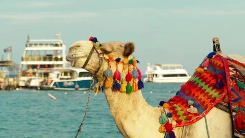 A decorated camel is chewing something on a sandy beach of the Red Sea. Video stock 326673684