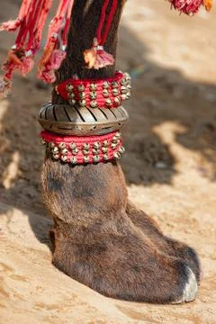 Decorated camel foot Stock Photos