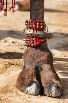 Decorated camel foot Stock Photos