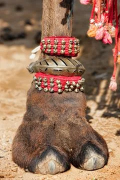 Decorated camel foot Stock Photos