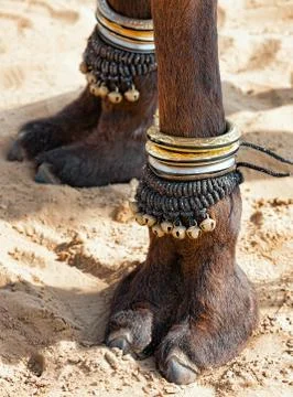 Decorated camel foot Stock Photos