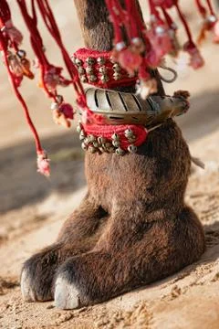Decorated camel foot Stock Photos