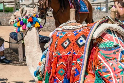 Decorated camel head Stock Photos