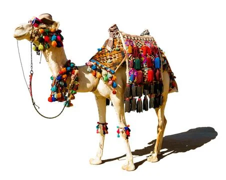 Decorated camel is isolated on a white background. On the muzzle is a hat a.. Stock Photos