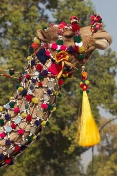 Decorated Camel Stock Photos