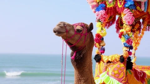 Decorated camel resting on sandy beach with colorful saddle and sea view 動画素材 331043606