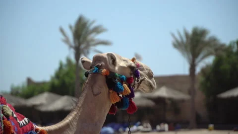 Decorated camel resting in shadow on the beach of Hurghada, Egypt Stock Footage 151474546