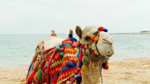Decorated camel on the sandy beach of the Red Sea. Stock Footage 326673683