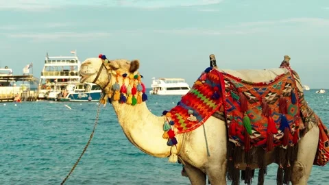 Decorated camel on the sandy beach of the Red Sea. Stock Footage 326673991
