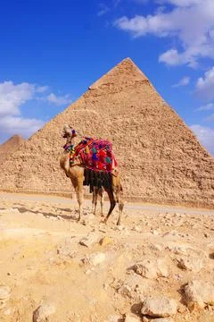 Decorated camel standing in the desert Stock Photos