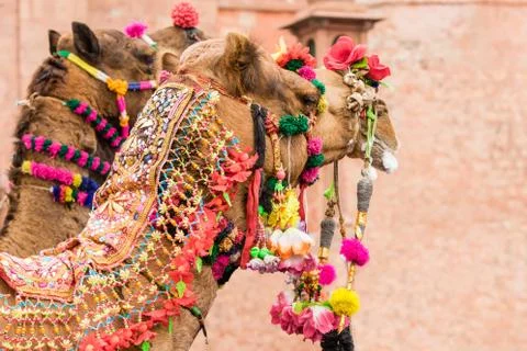 Decorated Camels Stock Photos