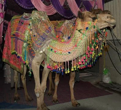 Decorated camels Stock Photos