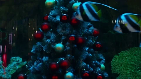 A decorated Christmas tree in an aquarium. Video stock 228633280