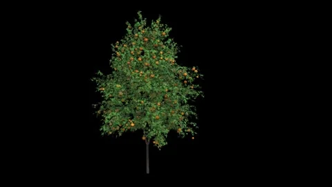 Decorated Christmas Tree on White Background Festive Holiday Decoration Image Stock Footage 312552078