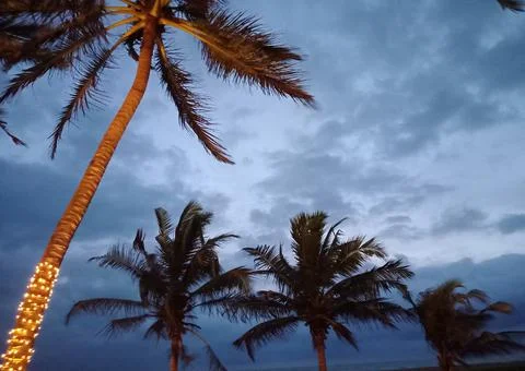 Decorated coconut trees at a beach Stock Photos