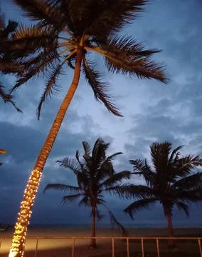 Decorated coconut trees at a beach Stock Photos