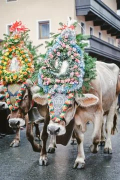 Decorated Cows in Austria 写真素材