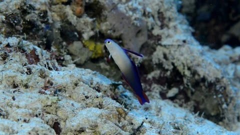 Decorated Dartfish Hovering-1 Video stock 112233961