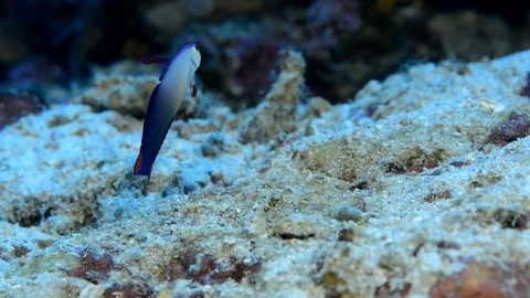 Decorated Dartfish Hovering-2 Video stock 112233992