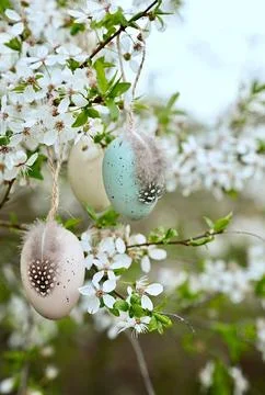 Decorated with decorative Easter eggs cherry blossom tree. Stock Photos