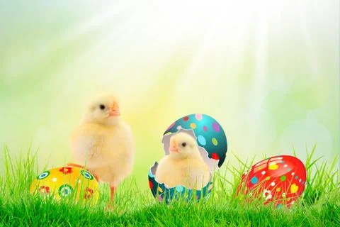 Decorated easter eggs in grass with chikern on sunny spring background. Space Stock Photos