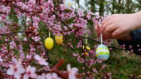 Decorated Easter tree. Childs hands dress  decorative eggs on  pink branches. Stock Footage 224477213