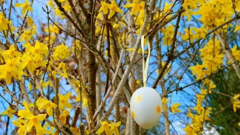 Decorated Easter tree. Childs hangs decorative eggs on blooming yellow branches. Stock Footage 225100257